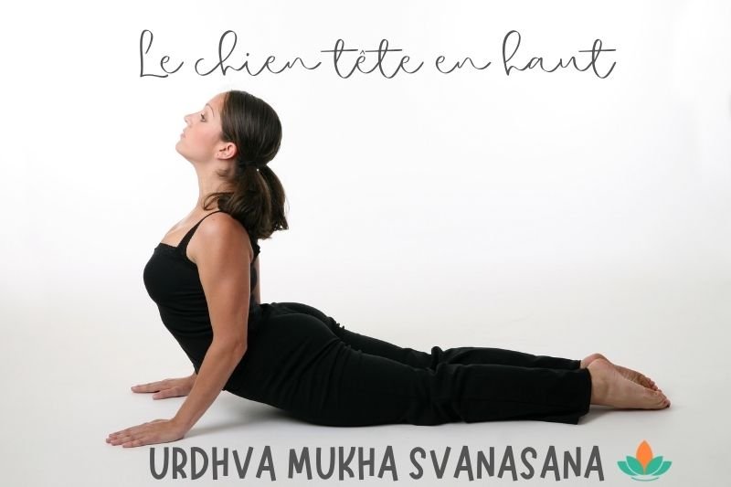 URDHVA MUKHA SVANASANA chien tete en haut