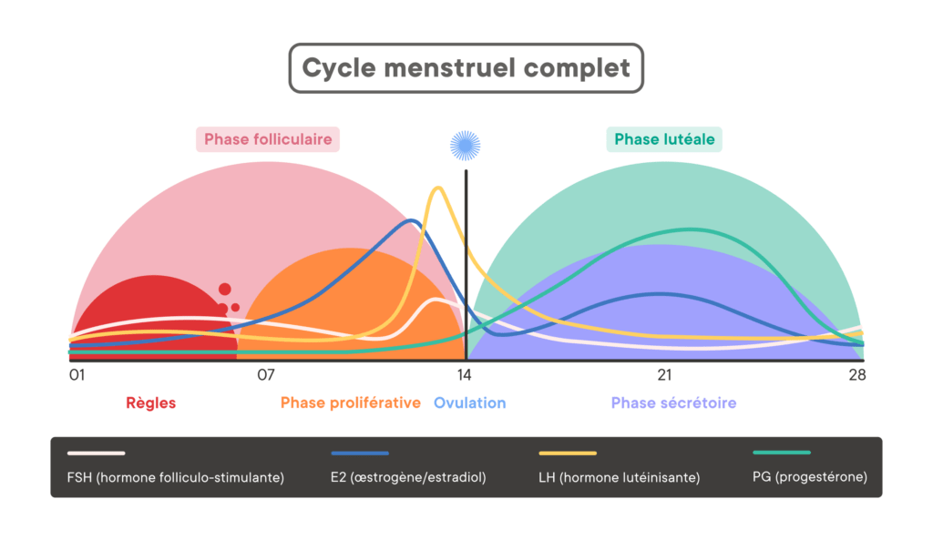 cycle menstruel clue